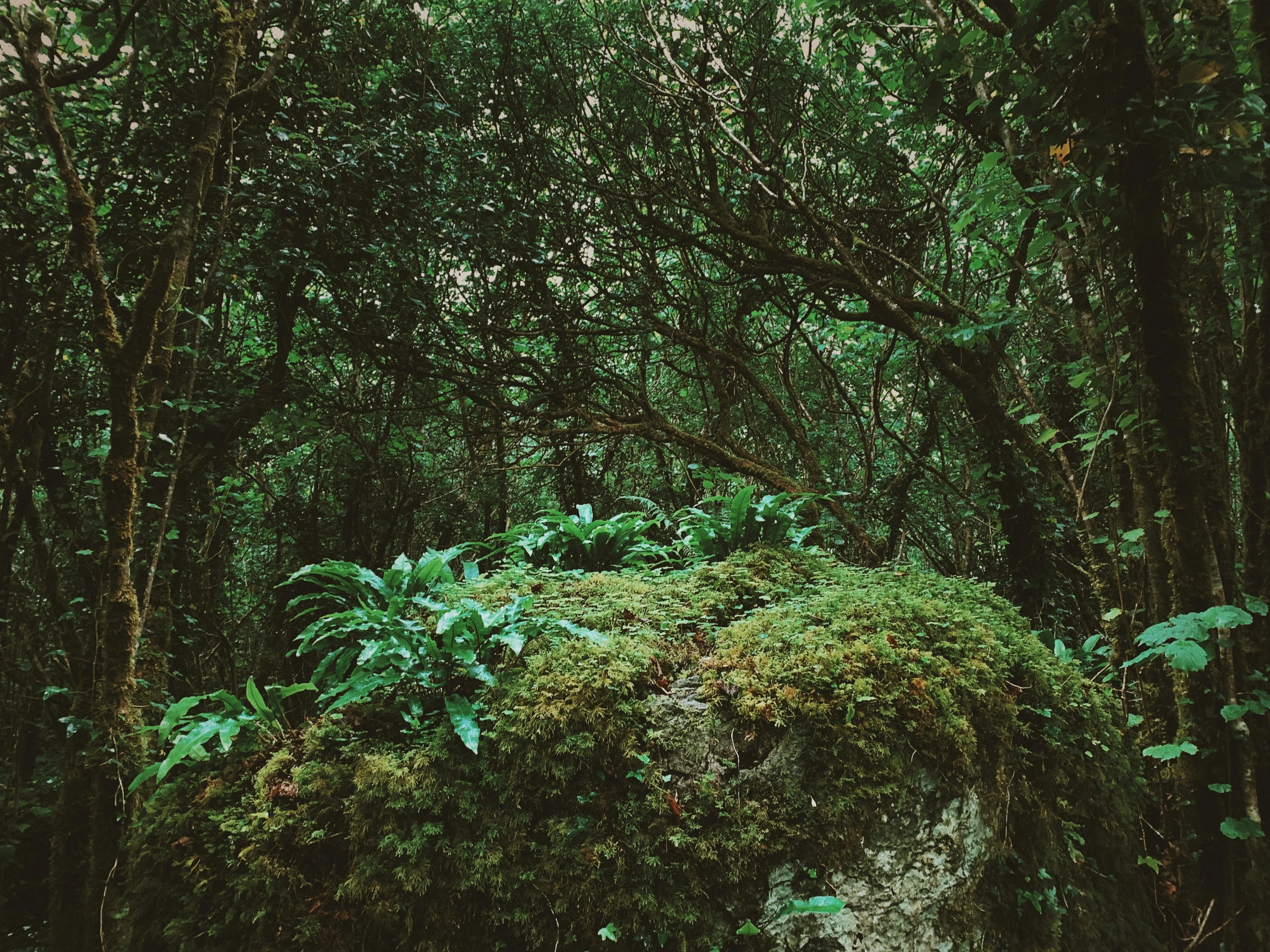 a large mound made out of mossy rocks in the forest