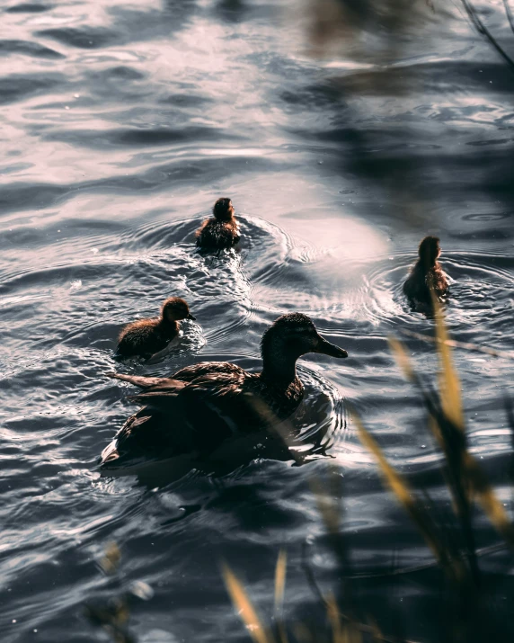 ducks swim close to the shore of the water