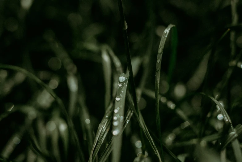 the water drops on grass after a wet day