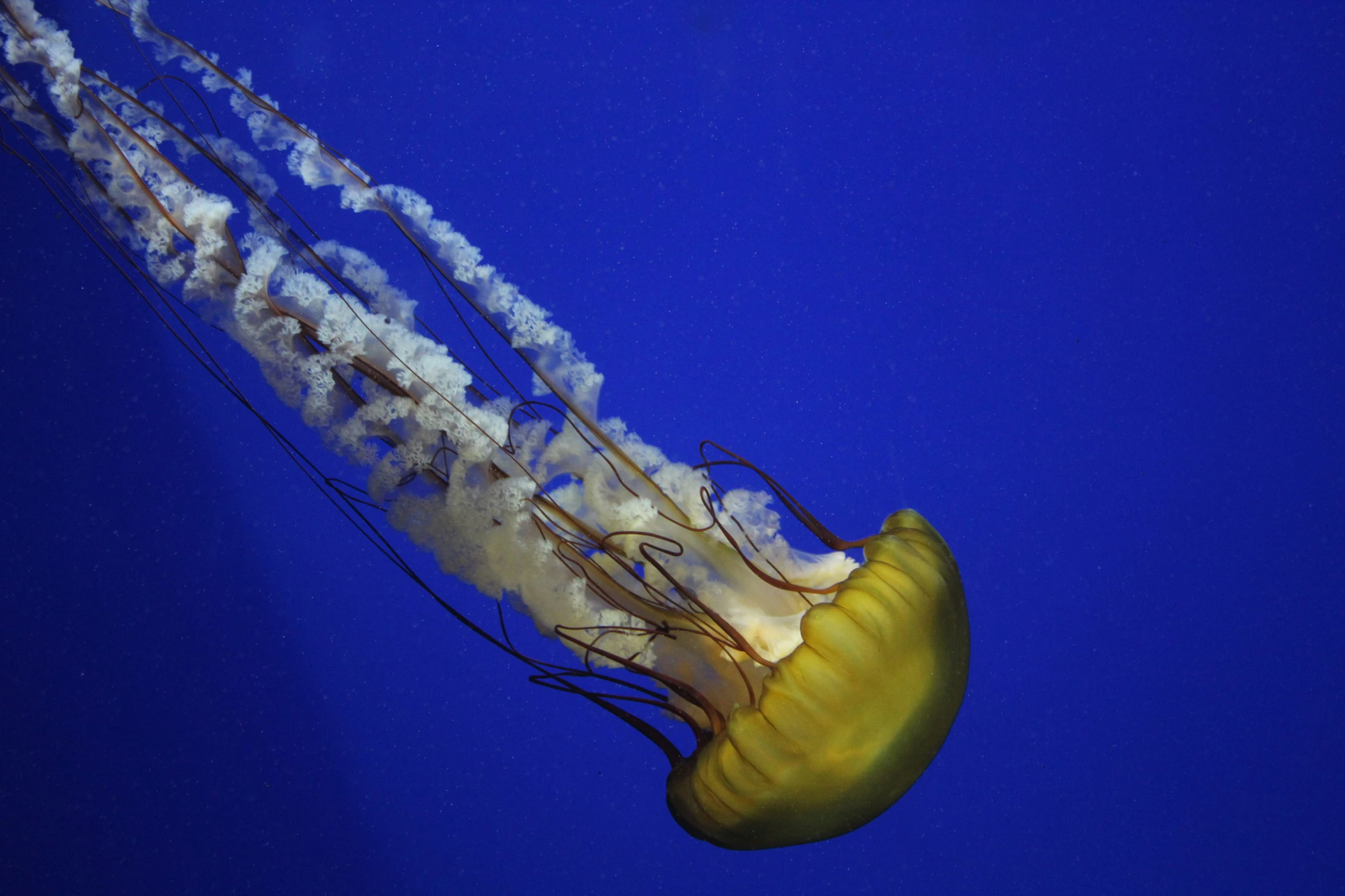 an underwater jellyfish in a deep blue water