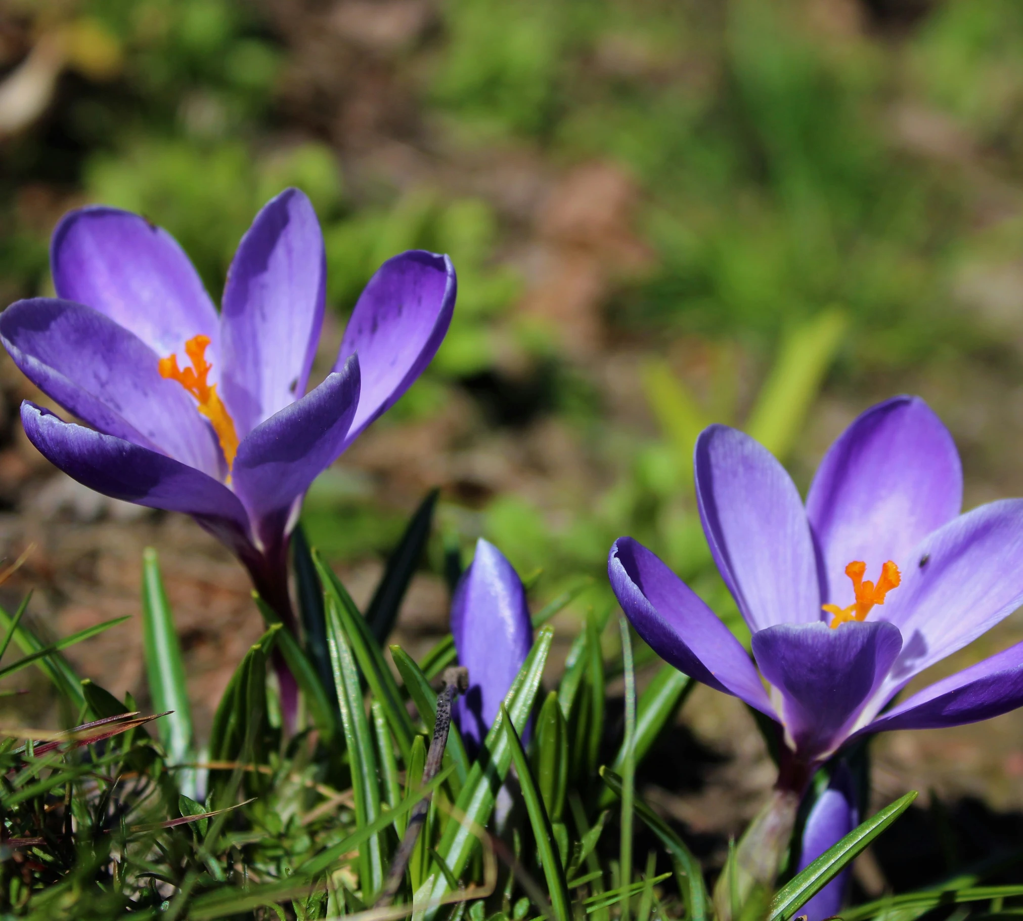 there are three purple flowers growing out of the grass