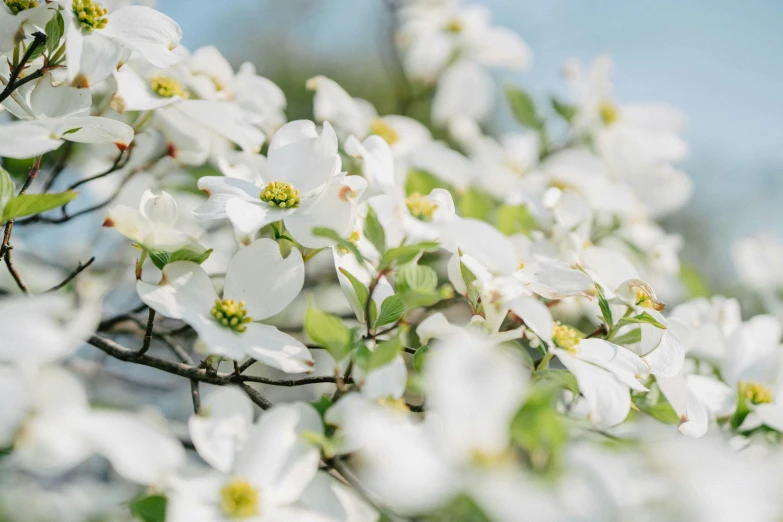 a group of white flowers hanging from the side of a tree