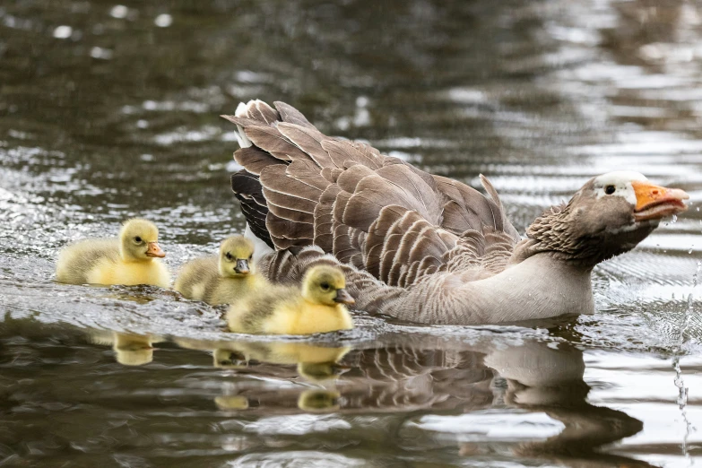 a family of ducks floating on top of water