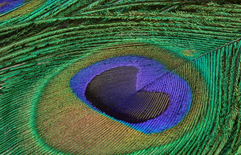 close up of the feathers on a peacock