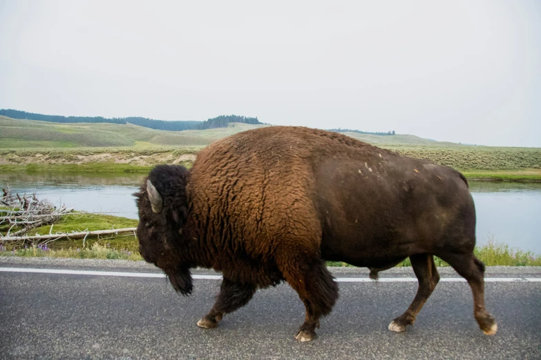 a large brown bison walking across a road