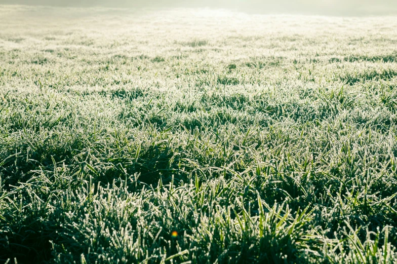 a dog in a field looking down on soing