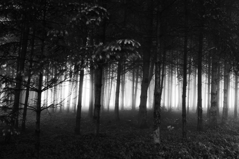 a large group of trees in the forest on a foggy night