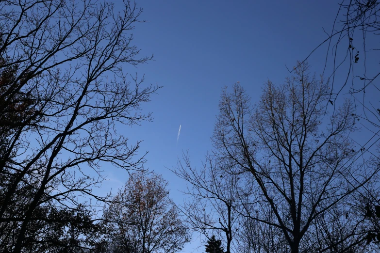 an airplane flies over several trees on a sunny day