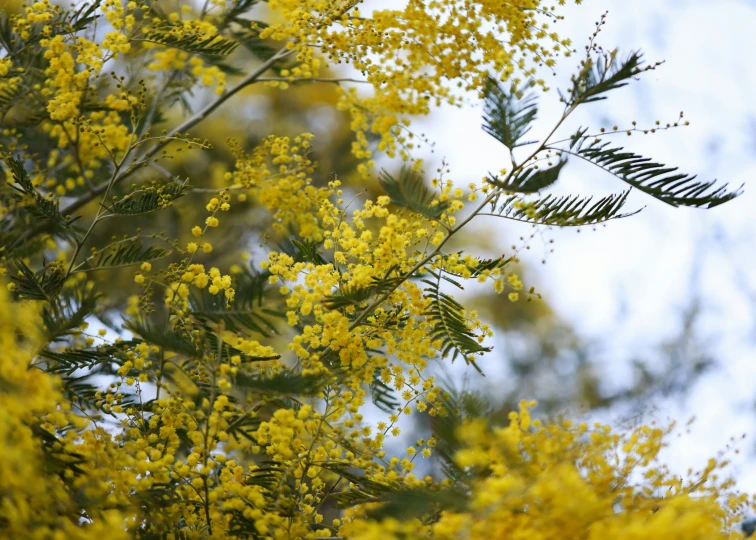 yellow flowers in the foreground with green trees in the background