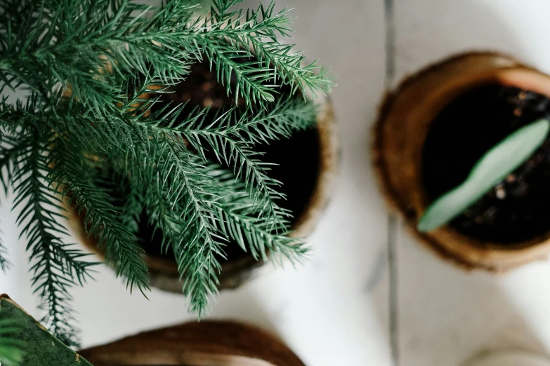 an image of a table with plants in potted plant pots