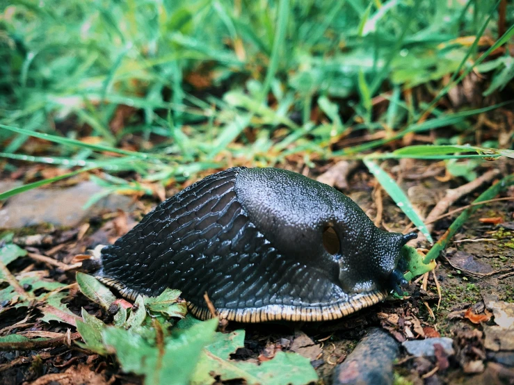 a slug crawling on the ground by some grass