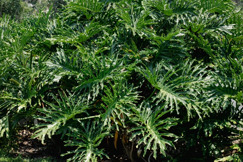 green leaves on tree growing in yard