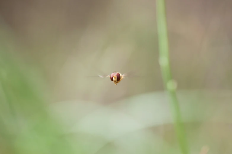 a red and yellow bug with long legs sitting on a green plant