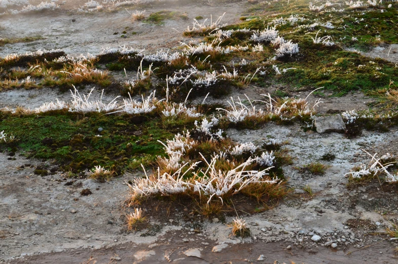 there are small flowers growing from the sand