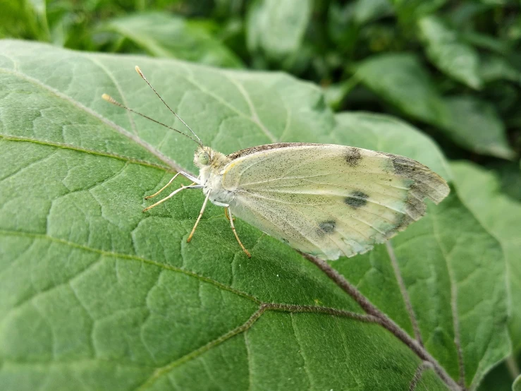 a white bug sitting on top of a green leaf