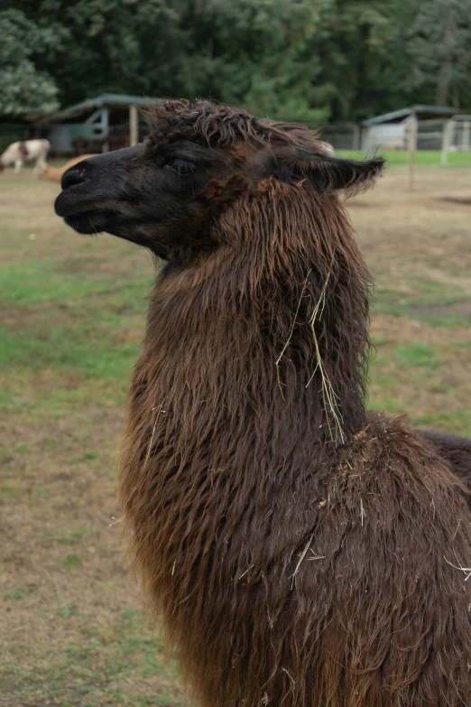 a very cute brown llama standing by itself