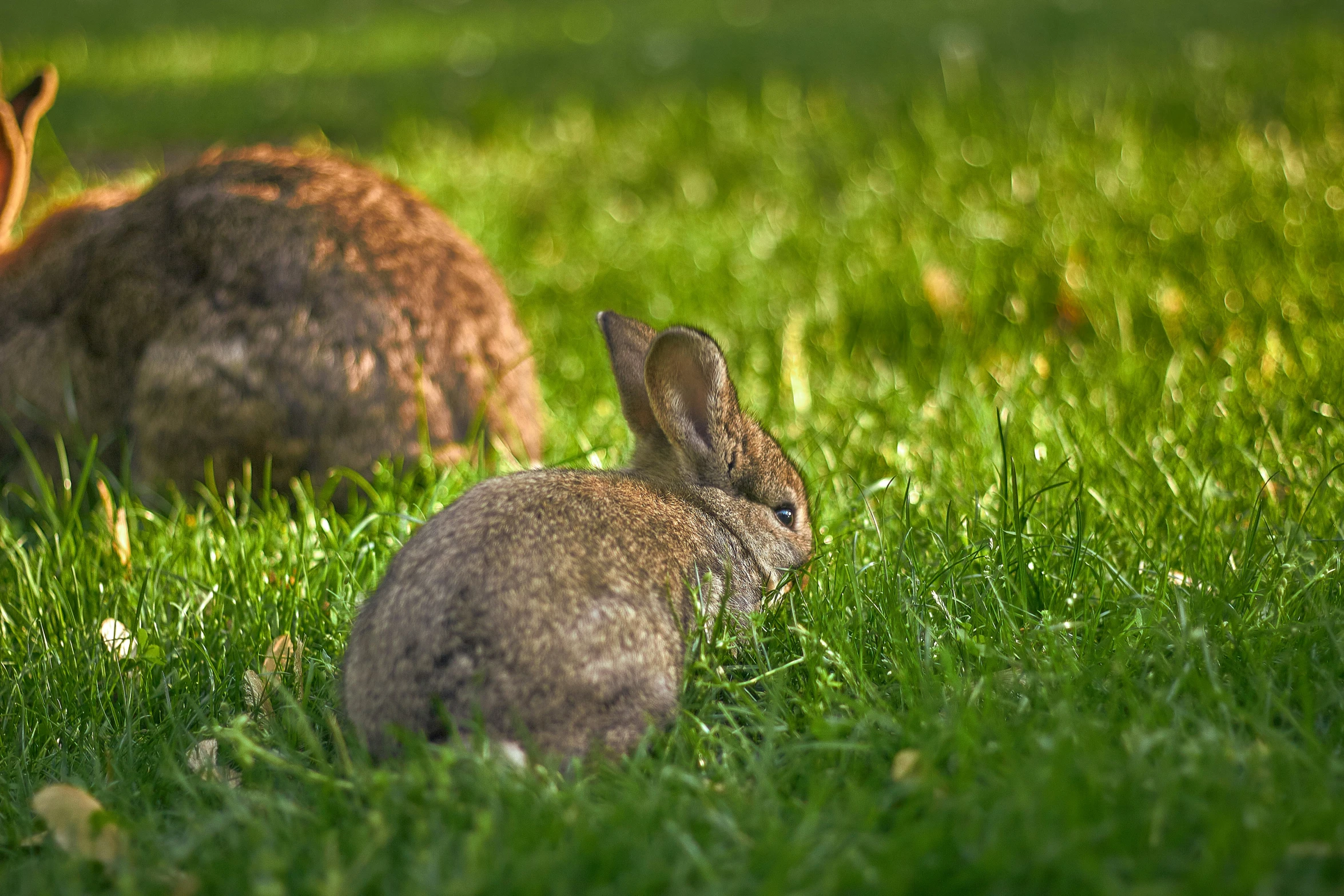 a bunny and a deer in the grass