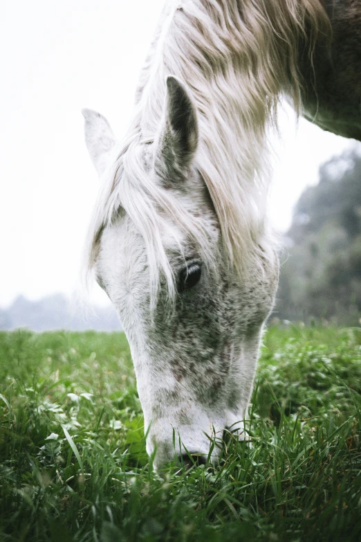 a white horse eating some grass in the sun