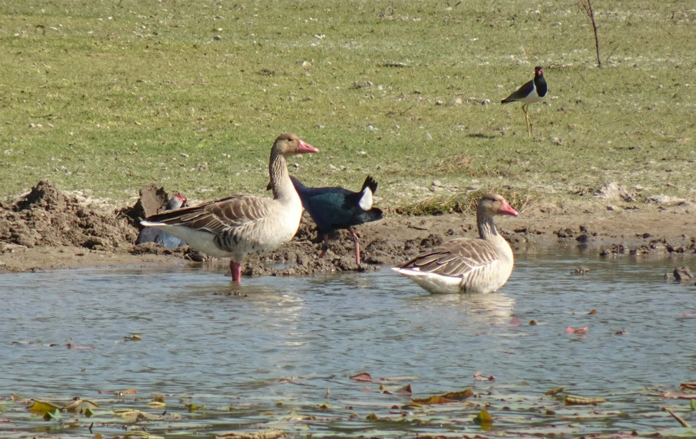 ducks are walking in the water together