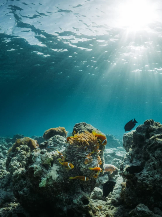 an underwater view of some coral and seaweed