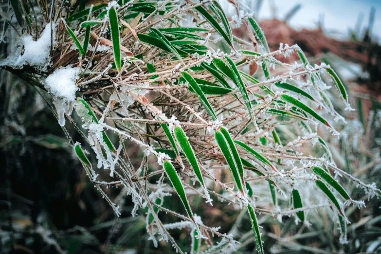 a small green plant with thick nches covered in snow