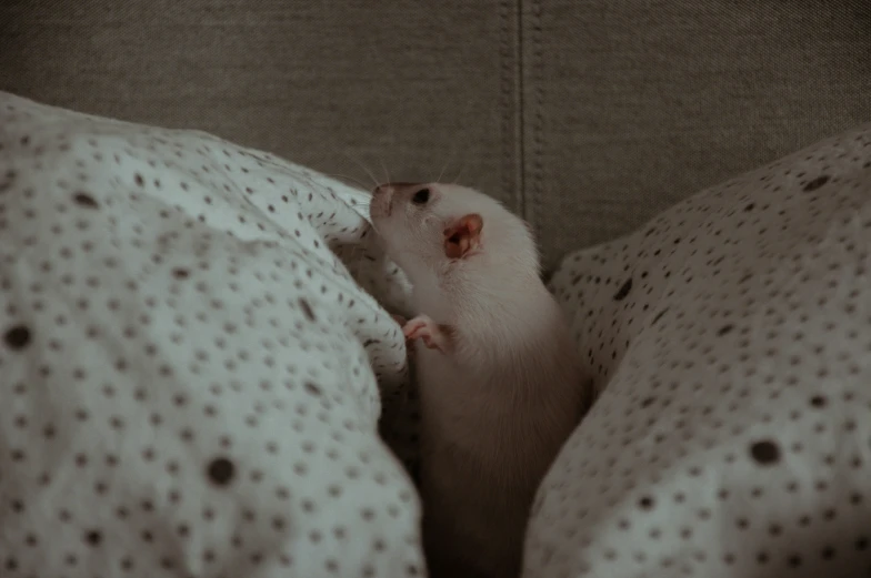 a rat sticking its head between the covers