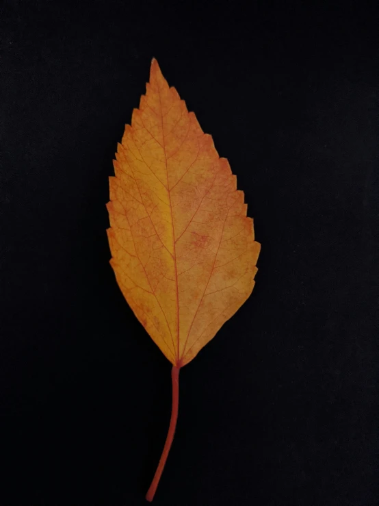 an orange leaf on the black background