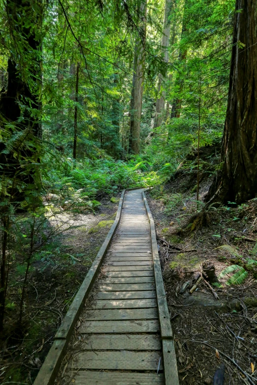 a wooden walkway leading through a lush green forest
