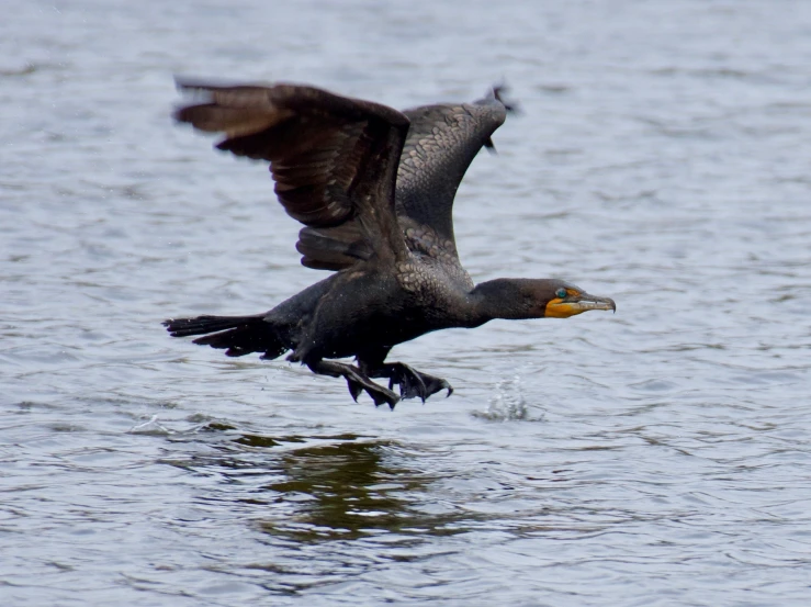 an animal is flying over some water with its wings outstretched