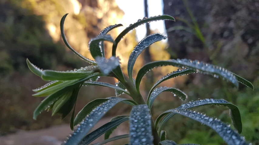 the water droplets are falling on the plant