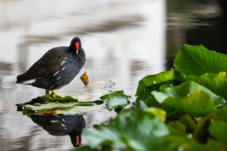 a black bird standing on top of water covered ground