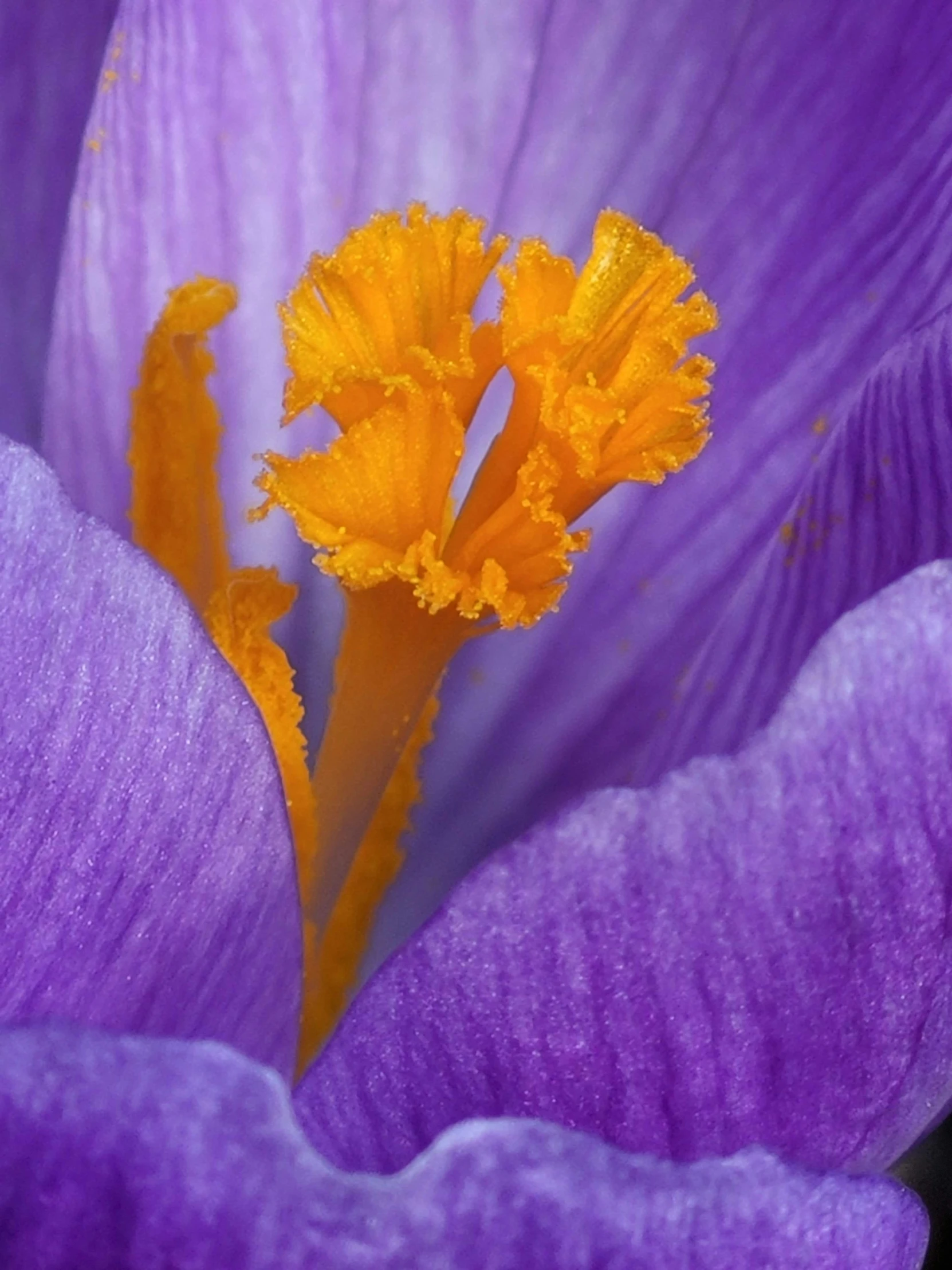 an up close picture of a purple and yellow flower