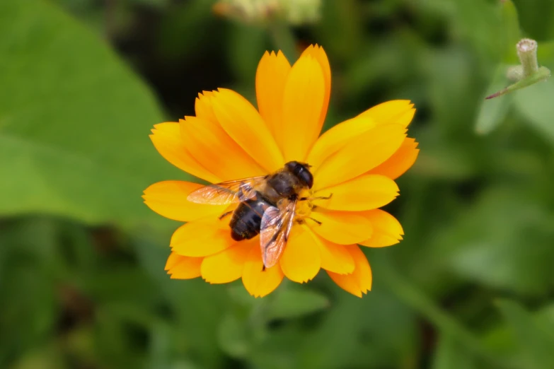 a bum is sitting on the top of a flower