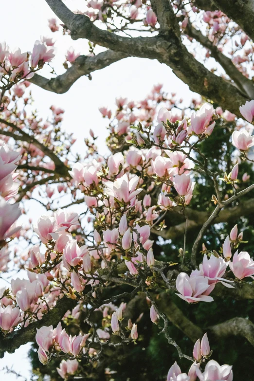 a tree filled with lots of pink flowers