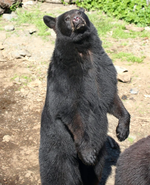 the bear is standing in a position that makes an odd expression