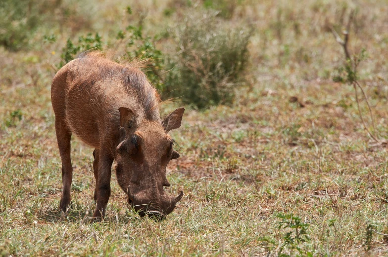 a small brown rhino in a grassy field