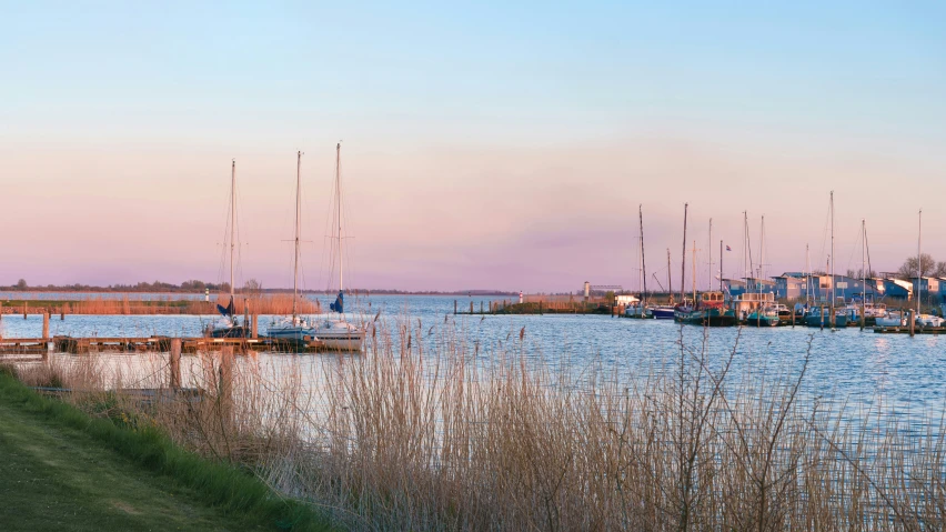 a body of water filled with lots of tall grass