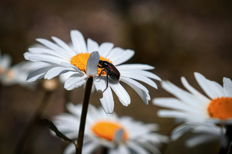 a bug on a white flower with some yellow dots