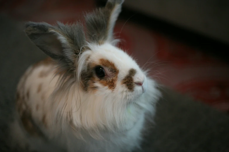 a fluffy rabbit is shown sitting next to the ground