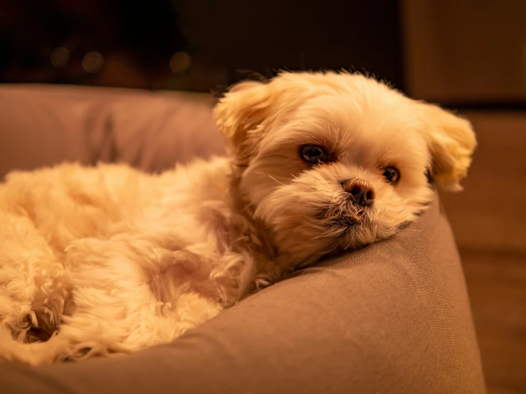 a small dog lying down on a couch