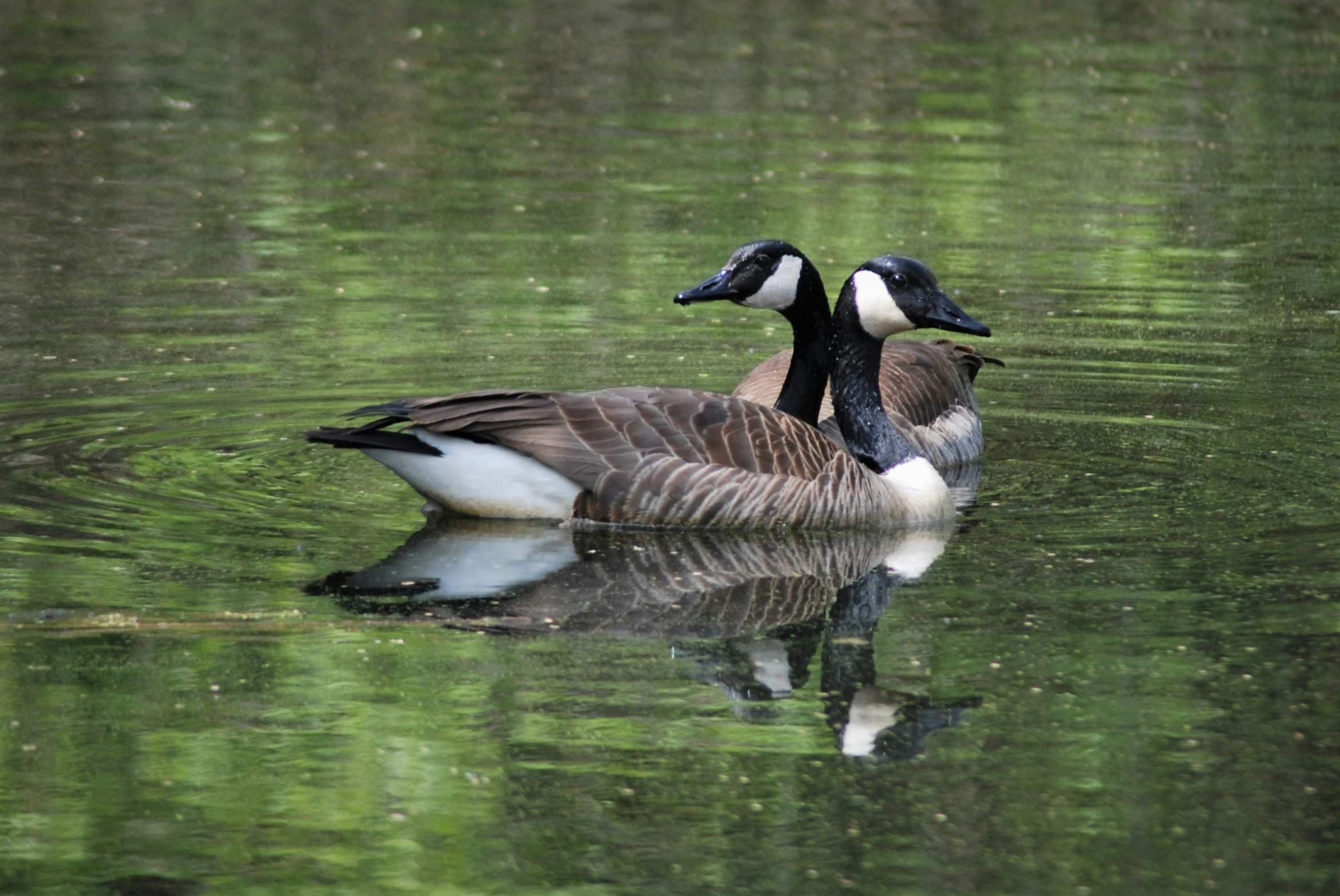 two ducks swimming side by side in the water