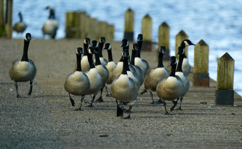 a group of geese that are walking across the sand