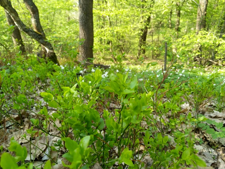 a view of some plants in the forest