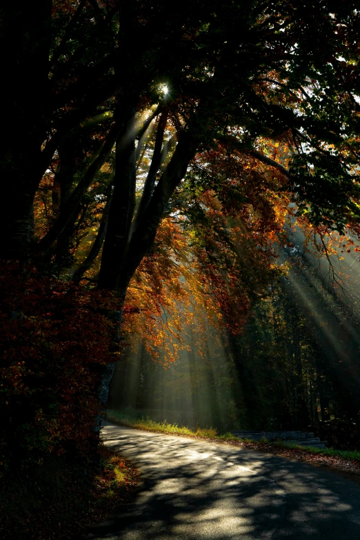 sunlight shining down on a forest path in the sun