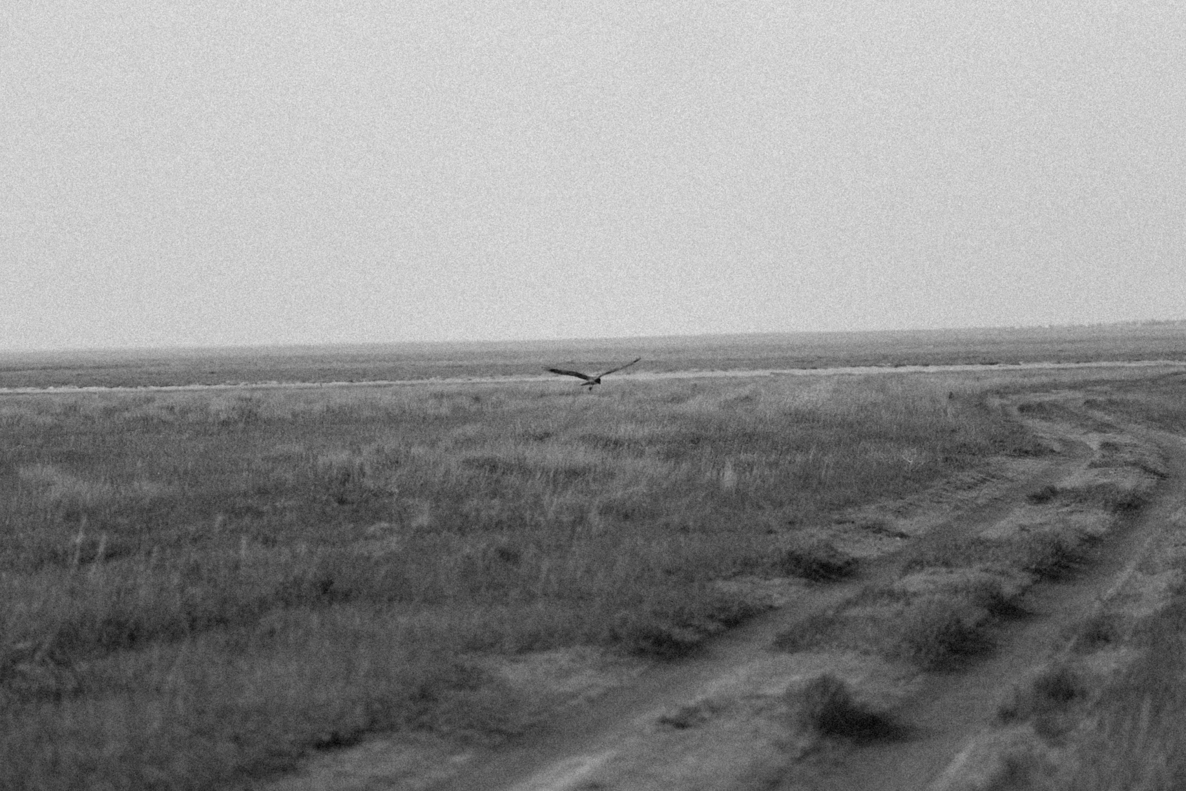 a black and white po of a bird flying