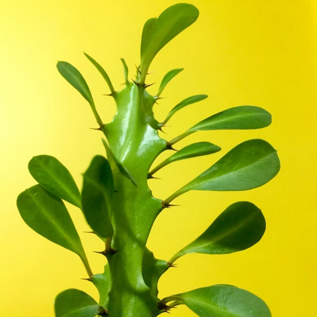 a green plant with a white vase sitting on a yellow table