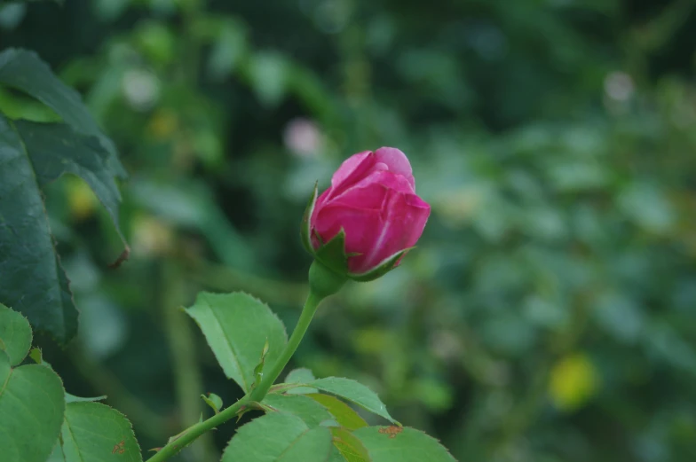 pink rose in the garden with a green background