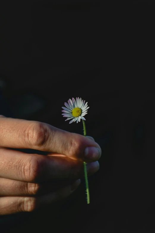 a person holding up a flower in their left hand