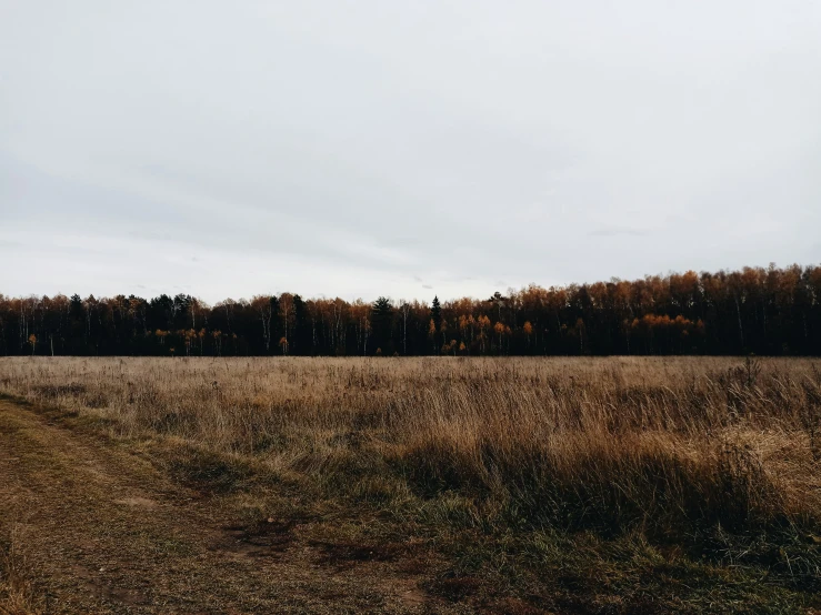 trees stand in the distance on an empty field