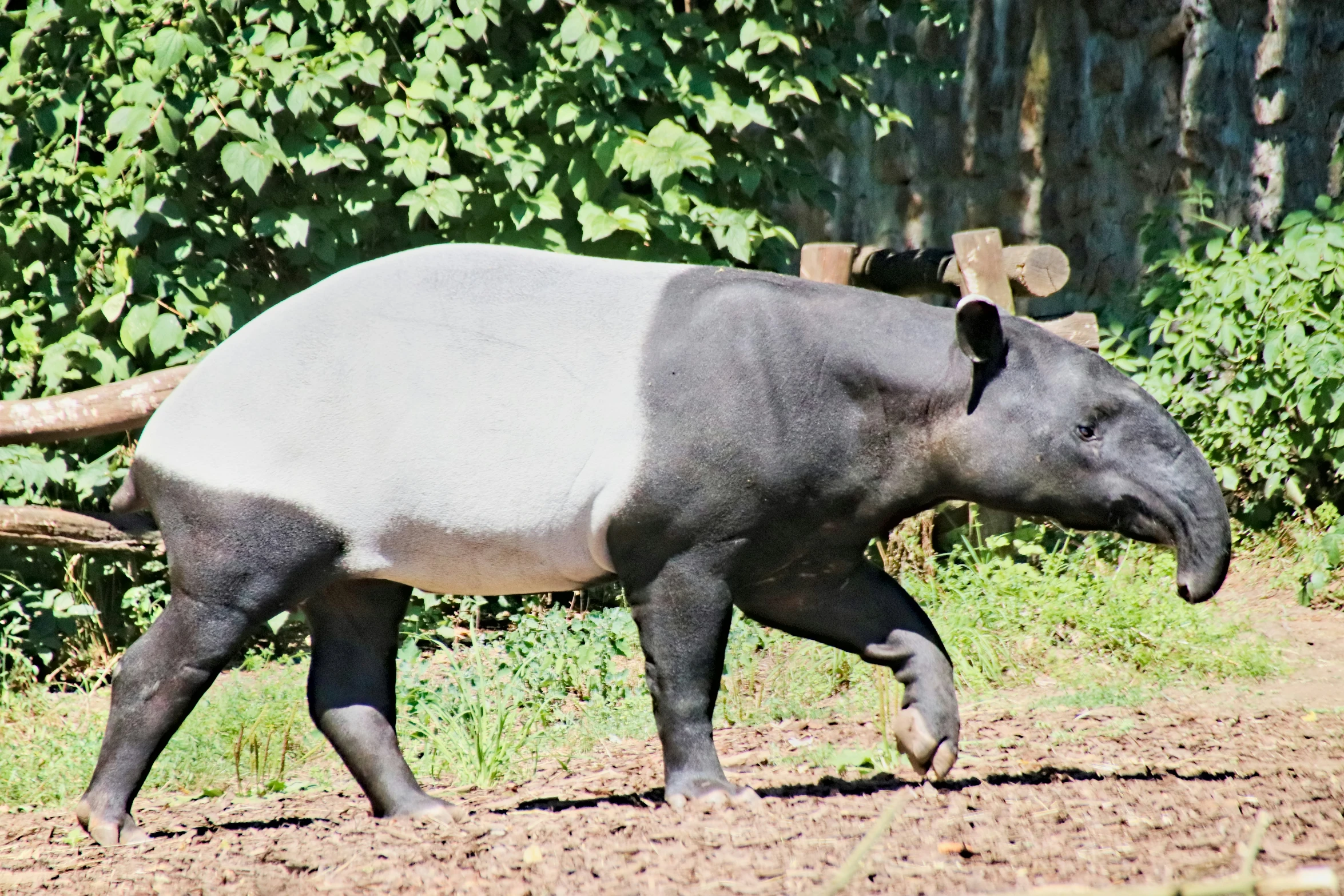 an animal that is walking in the dirt